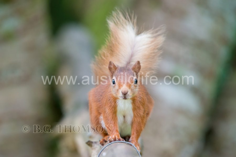 red-squirrel-sciurus-vulgaris-2