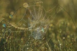 dew-on-spiders-web