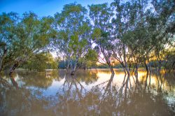 darling-river-in-flood