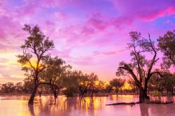 flooded-gidgee-woodland