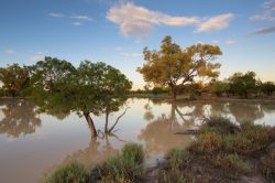 flooded-gidgee-woodland-2