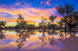 flooded-gidgee-woodland-3