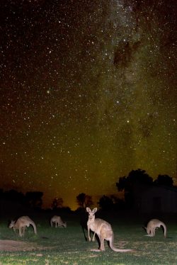 eastern-grey-kangaroos-macropus-giganteus-3