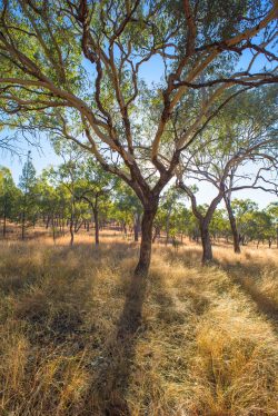 grassy-woodland-charleville
