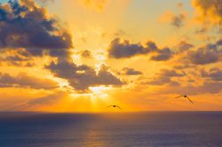 sunset-with-white-terns-gygis-alba