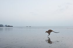 agile-walaby-macropus-agilis-2