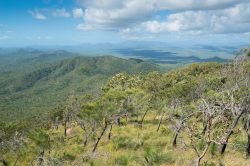 tropical-woodlands-3
