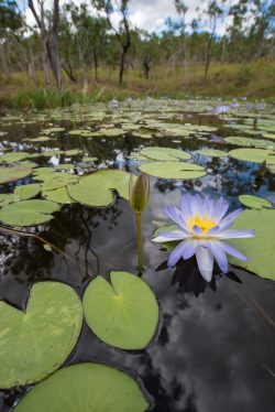 water-lillies-on-freshwater-pond