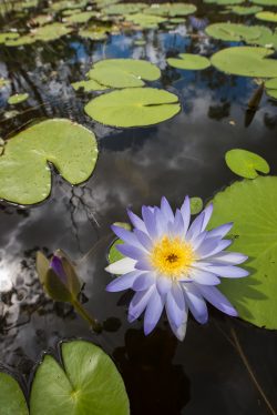 water-lillies-on-freshwater-pond-2