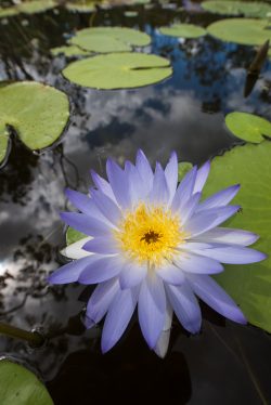 water-lillies-on-freshwater-pond-3
