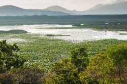 freshwater-lake-near-cooktown