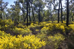 acacias-flowering-in-the-pilliga-scrub-spring