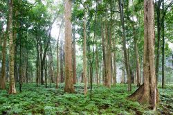 forest-bunya-mountains-np