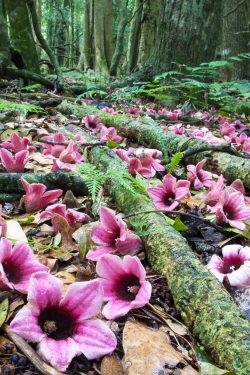lacebark-kurrajong-flowers