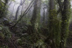 temperate-rainforest