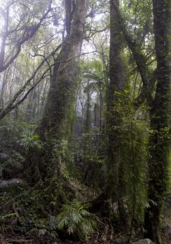 temperate-rainforest-3