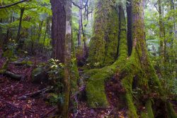 temperate-rainforest-nothofagus-cunninghamii-2