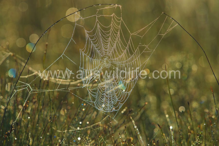 dew-on-spiders-web