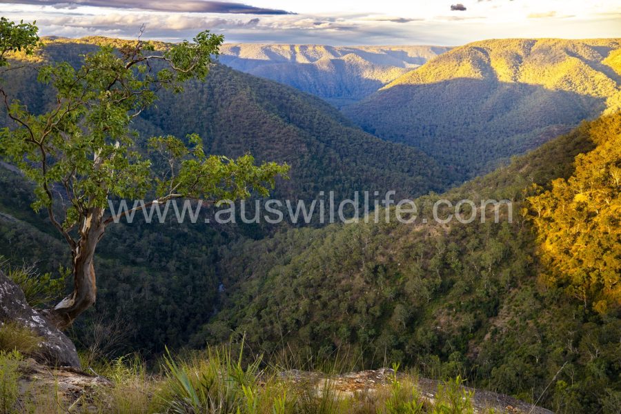 bungonia-gorge-national-park-3