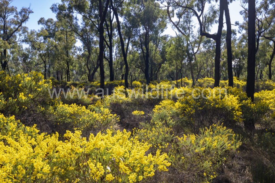acacias-flowering-in-the-pilliga-scrub-spring