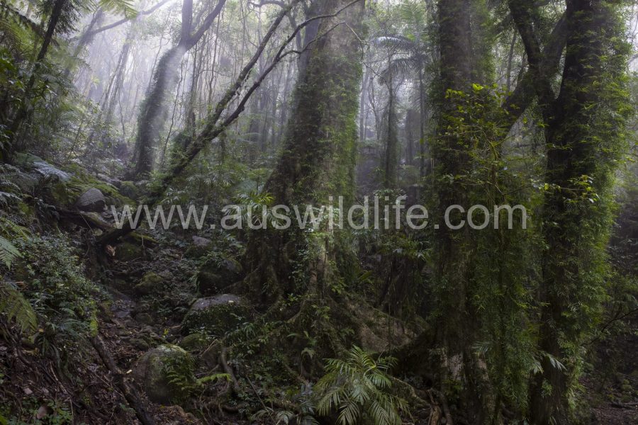 temperate-rainforest