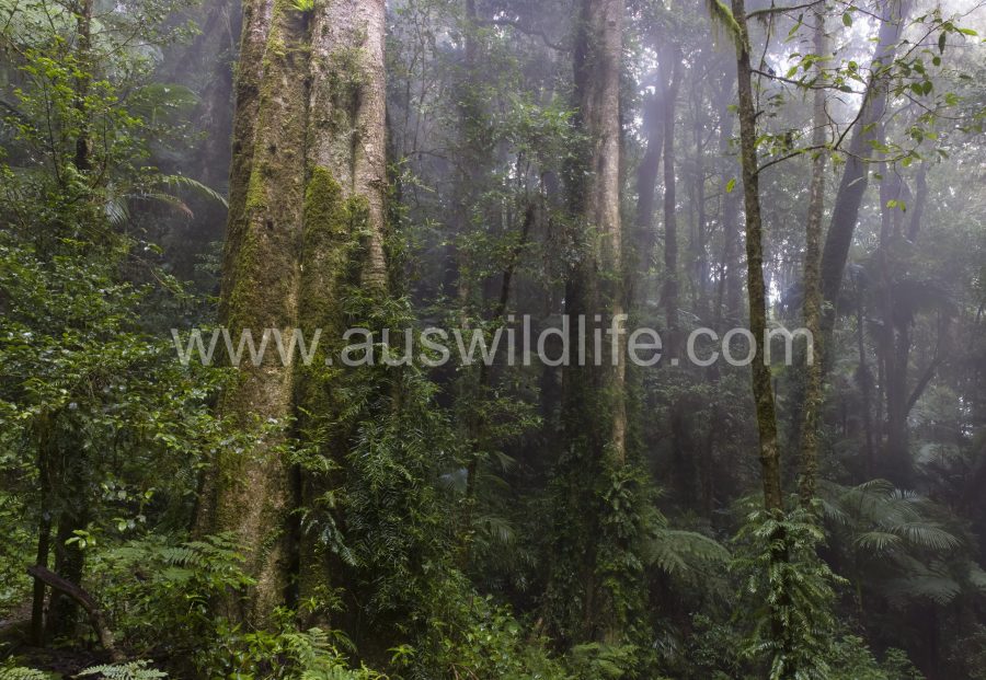 temperate-rainforest-2