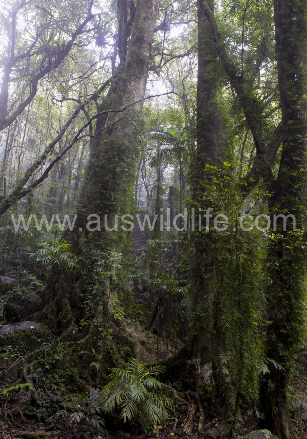 temperate-rainforest-3