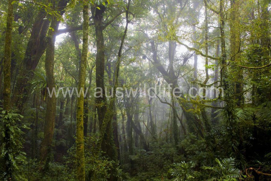 temperate-rainforest-4