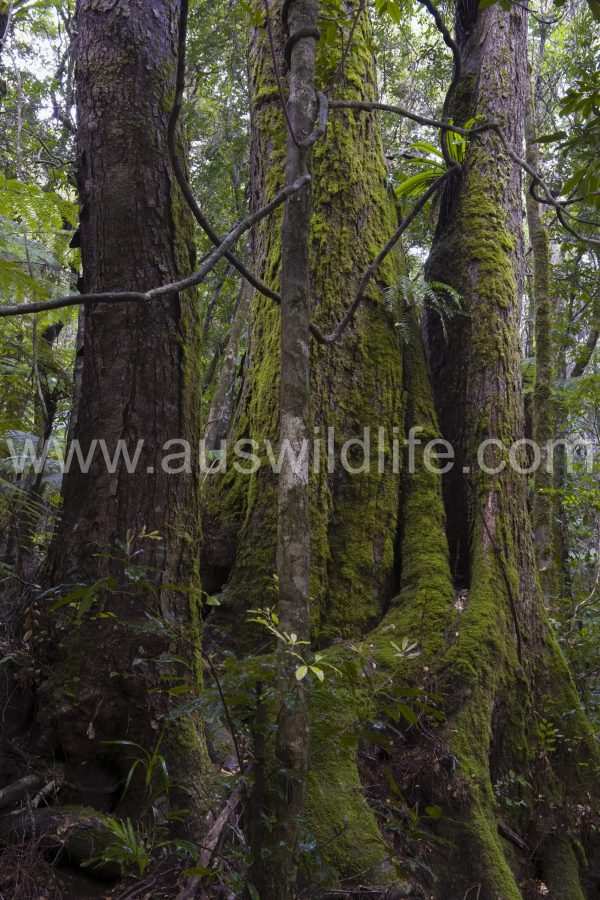 temperate-rainforest-nothofagus-cunninghamii