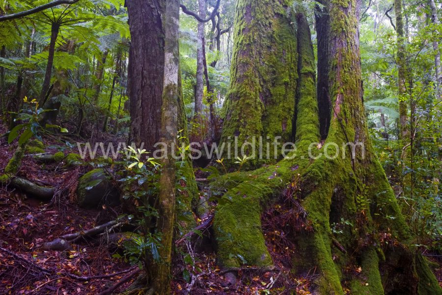 temperate-rainforest-nothofagus-cunninghamii-2