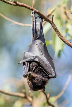 black-flying-fox-pteropus-alecto-5