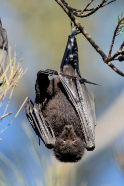 black-flying-fox-pteropus-alecto-6