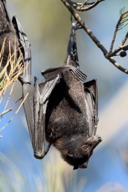 black-flying-fox-pteropus-alecto-4