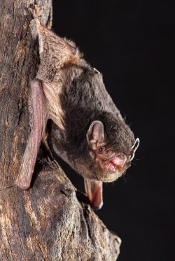 little-pied-bat-chalinolobus-picatus-4