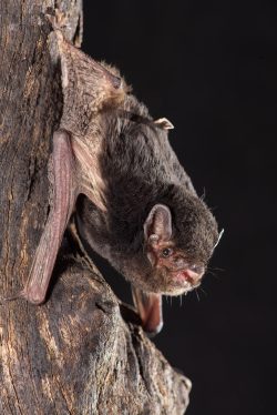 little-pied-bat-chalinolobus-picatus-5