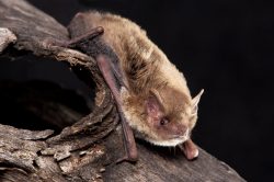 inland-forest-bat-vespadelus-baverstocki-5