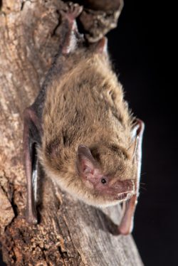 inland-forest-bat-vespadelus-baverstocki-6