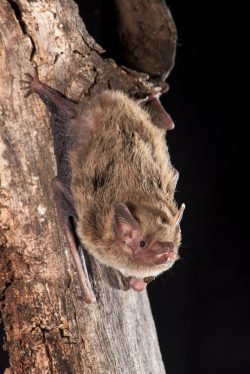 inland-forest-bat-vespadelus-baverstocki-7