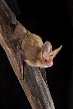 lesser-long-eared-bat-nyctophilus-geoffroyi-8