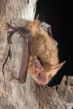 corbens-long-eared-bat-nyctophilus-corbeni-2