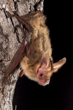 corbens-long-eared-bat-nyctophilus-corbeni-3