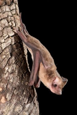 eastern-freetail-bat-ozimops-ridei