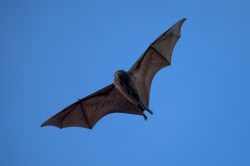 christmas-island-flying-fox-pteropus-natalis