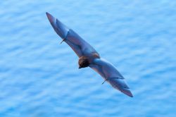christmas-island-flying-fox-pteropus-natalis-4
