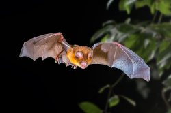 hipposideros-cervinus
