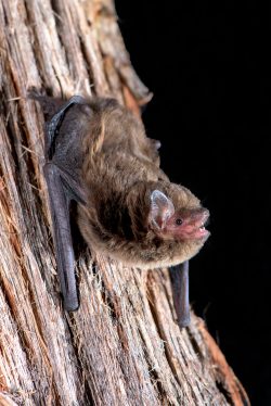 large-forest-bat-vespadelus-darlingtoni-3