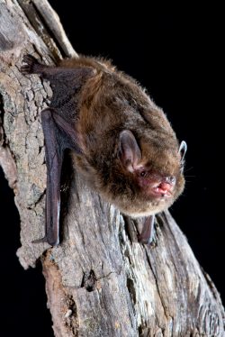 large-forest-bat-vespadelus-darlingtoni-4