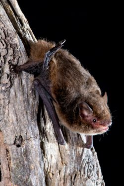 large-forest-bat-vespadelus-darlingtoni-5