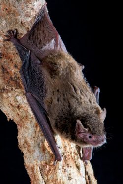 eastern-false-pipistrelle-falsistrellus-tasmaniensis-4