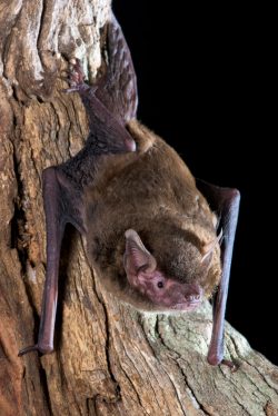 eastern-false-pipistrelle-falsistrellus-tasmaniensis-5